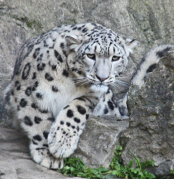 snow leopard