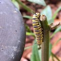 Monarch Caterpillars roaming Mother G’s Milkweed B and B