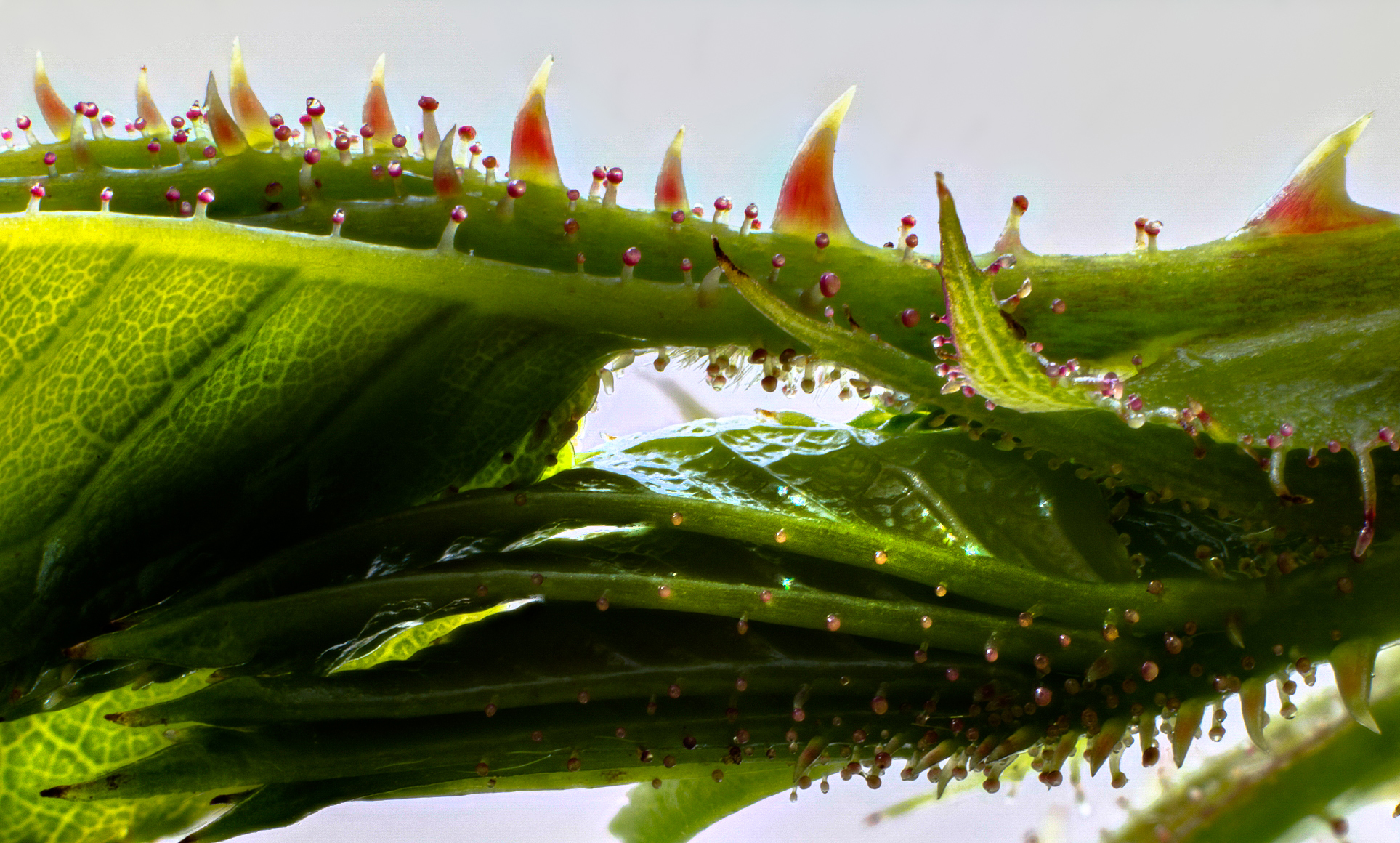 Rose thorn macro_2 – The Gloria Sirens