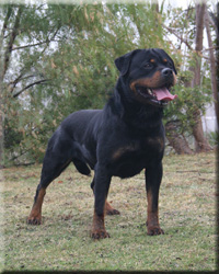 rottweiler