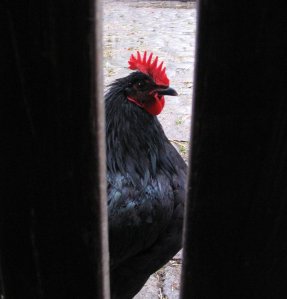 314421415_7c4b2588b7_o