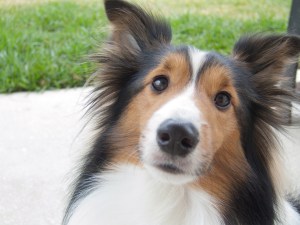 sheltie face