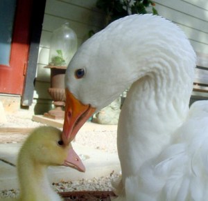 Sebastopol_goose_and_gosling