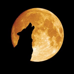 gloria dog an moon