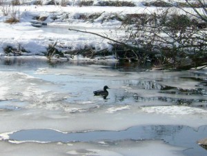 Frozen Beaver Dam, Whitefish Channel, Canada