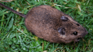 800px-St_Kilda_field_mouse_(Apodemus_sylvaticus_hirtensis)