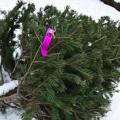 Christmas tree discarded