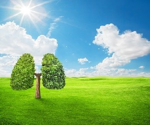 Green tree shaped in human lungs. Conceptual image