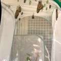 butterflies and chrysalides in mesh enclosure