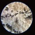 clean sample of monarch scales under microscope