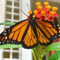 male monarch and scarlet milkweed