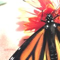 monarch and blanketflower