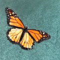 monarch blue background