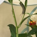 monarch caterpillar