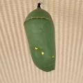 monarch chrysalis