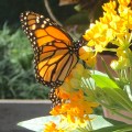 monarch on yellow milkweed