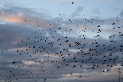 Birds flying 6 WOW 12-2017