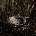 close up photography of bird nest