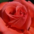 beautiful red rose
